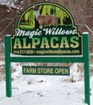 Magic Willows